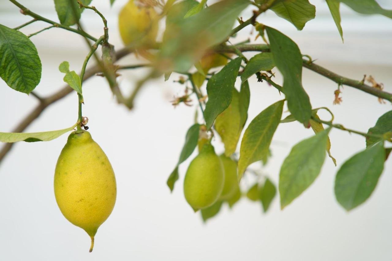 بارغا Lemon Tree Hotel المظهر الخارجي الصورة